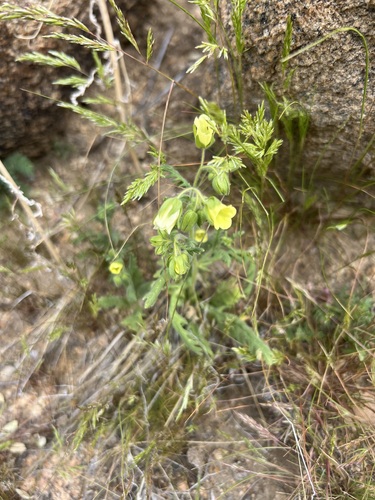 Emmenanthe penduliflora, photograph 6