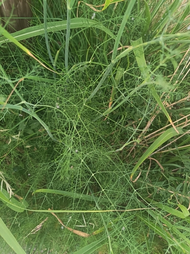 fennel