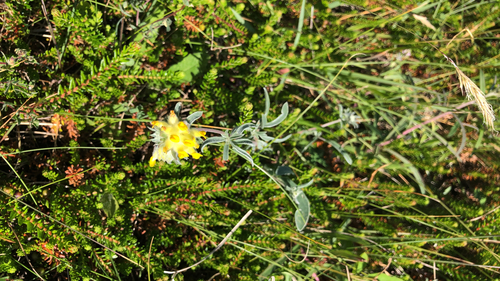 Common Kidney-Vetch