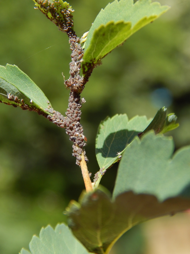 Aphis spiraephaga