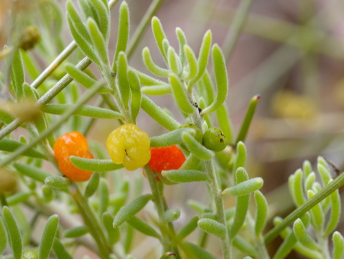 ruby saltbush