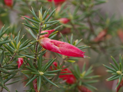 Flame Heath