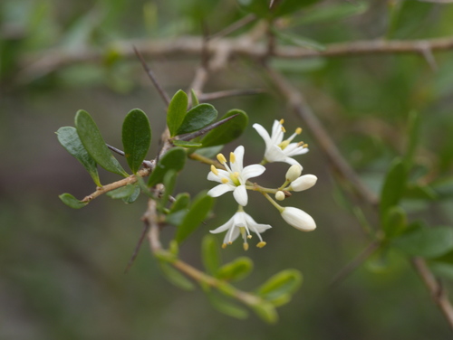 Australian Blackthorn