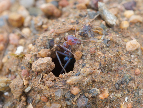 Southern Meat Ant