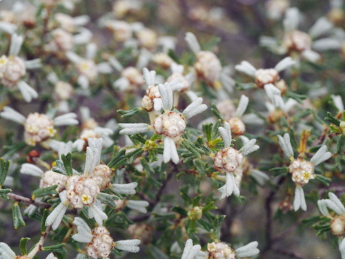 Spyridium stenophyllum