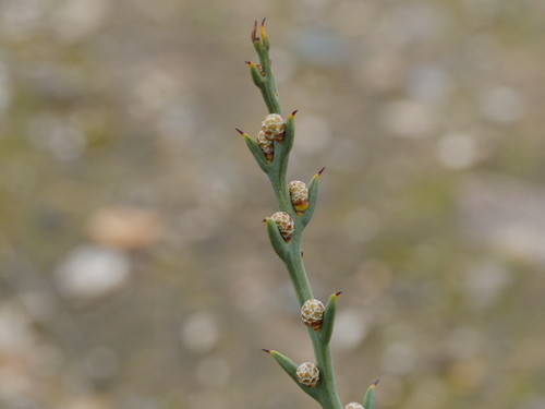 Thorn Wattle