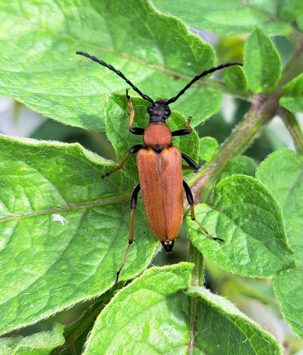 Red Pine Longhorn Beetle