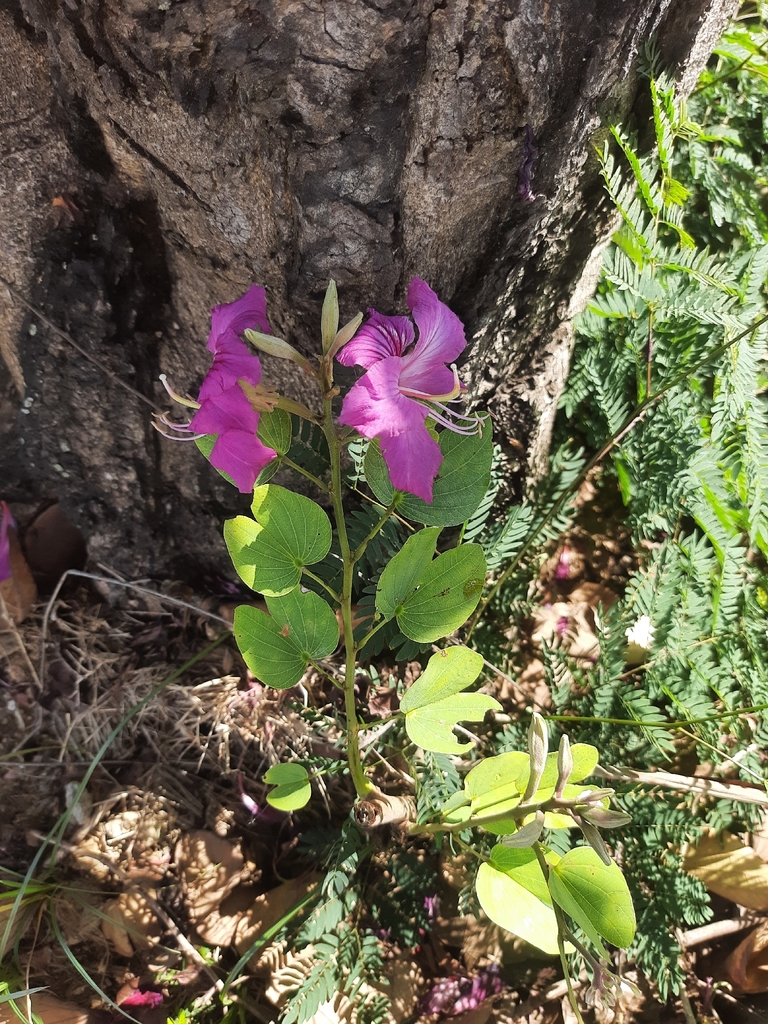 Móng Bò Tím – Bauhinia purpurea