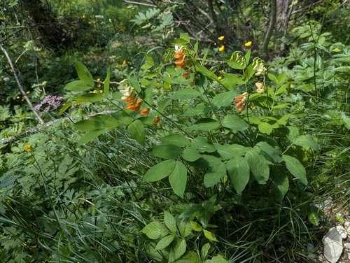 Lathyrus laevigatus, photograph 3