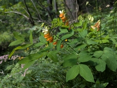 Lathyrus laevigatus, photograph (c) Elias, some rights reserved (CC BY)