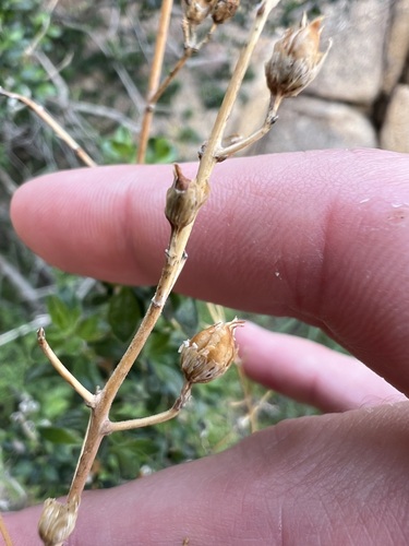 Keckiella antirrhinoides, photograph 2