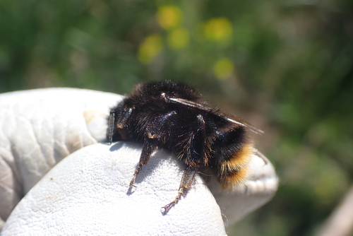 Red-shanked Bumble Bee
