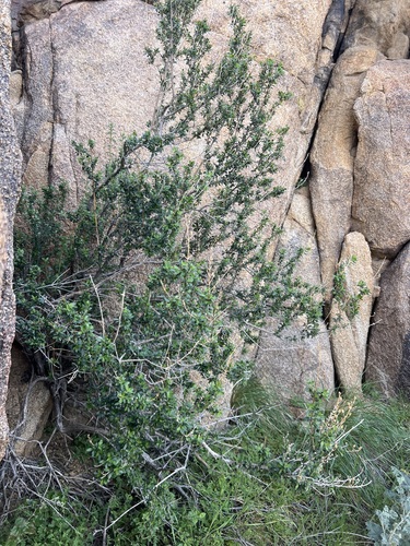 Keckiella antirrhinoides, photograph 1