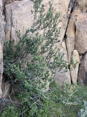 Keckiella antirrhinoides