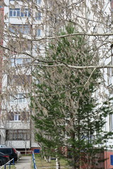 Populus tremula