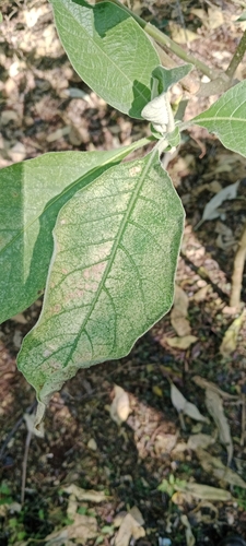 bugweed