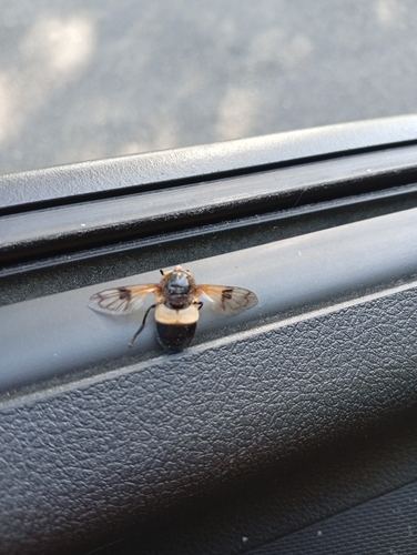 Pellucid Hover Fly