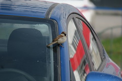 Passer domesticus