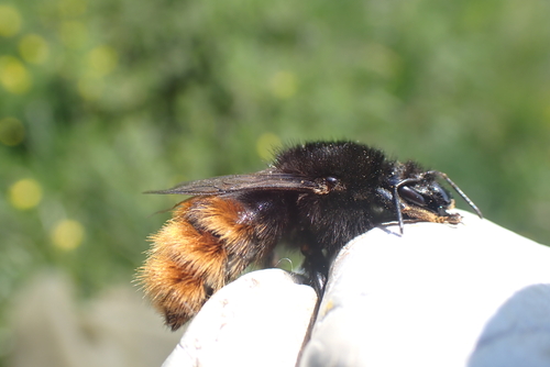 Apple Bumble Bee