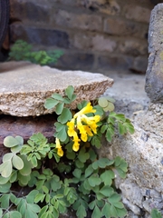 Pseudofumaria lutea