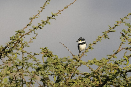 iNaturalist image