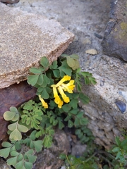 Pseudofumaria lutea