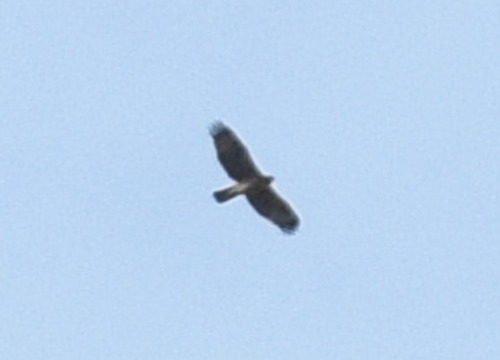 Bonelli's Eagle