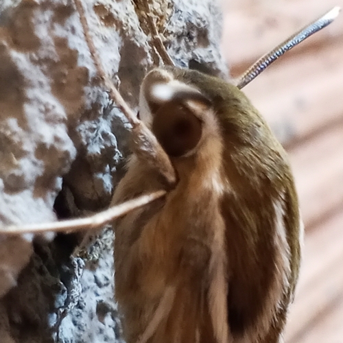 Striped Hawkmoth