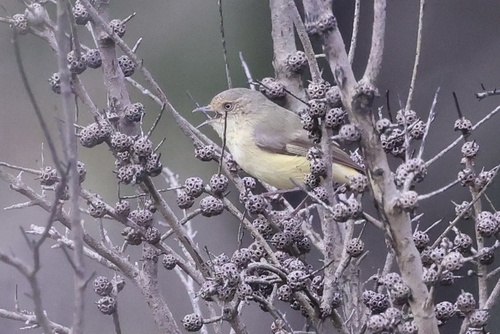 Buff-rumped Thornbill