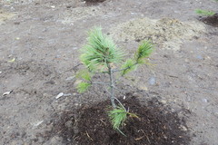 Pinus sibirica