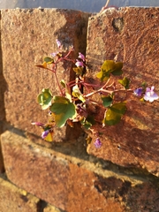 Cymbalaria muralis