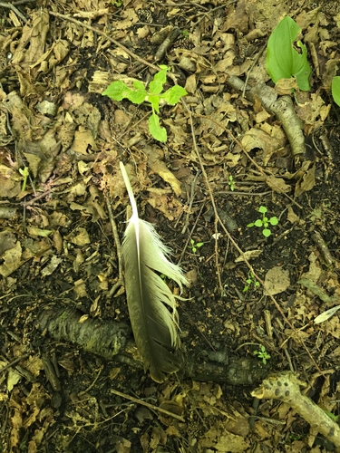 Plume de Aigle pomarin