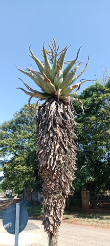 mountain aloe