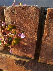 Cymbalaria muralis