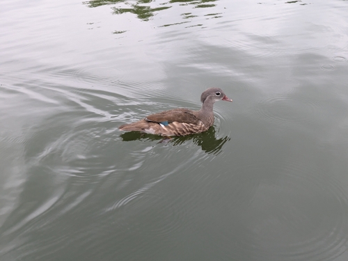 Mandarin Duck