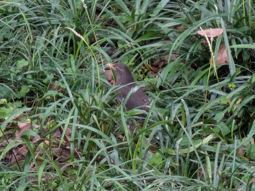 Chinese Blackbird