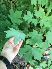 Acer skutchii
