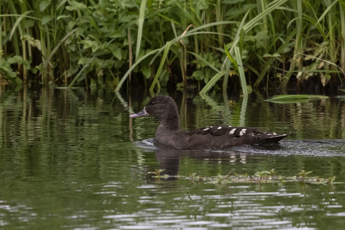 iNaturalist image