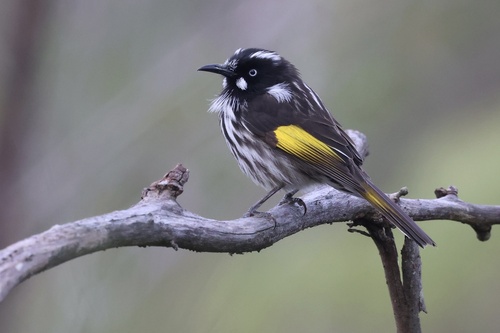 New Holland Honeyeater