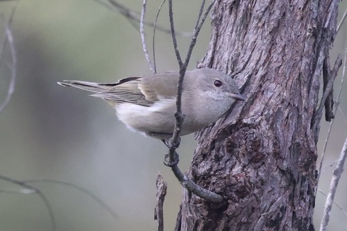 Golden Whistler