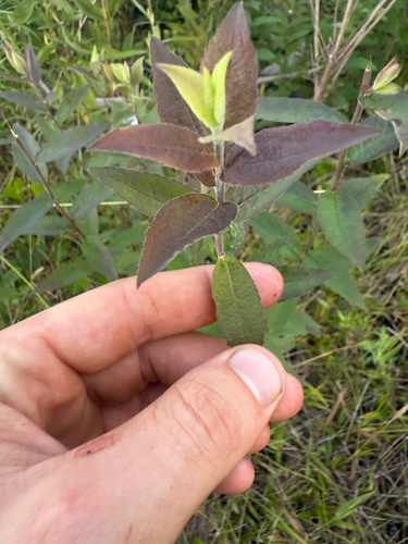 common wrinkle-leaved goldenrod