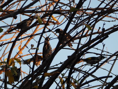 New Holland Honeyeater