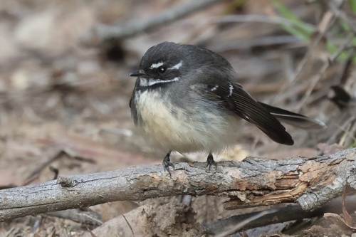Grey Fantail