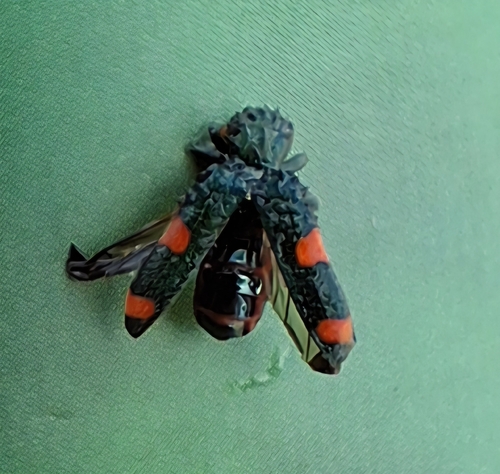Trichodes quadriguttatus