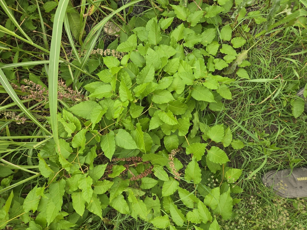 Brunnichia ovata; photograph author not stated, no rights reserved
