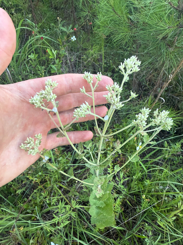 round-leaved boneset