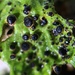 Plectocarpon lichenum - Photo (c) Samuel Brinker, some rights reserved (CC BY-NC), uploaded by Samuel Brinker