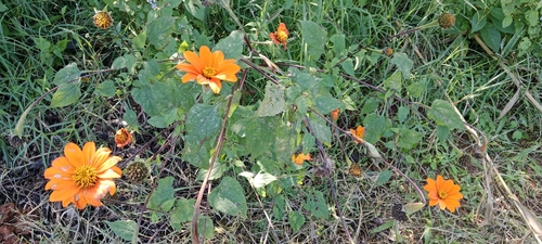 Red Sunflower