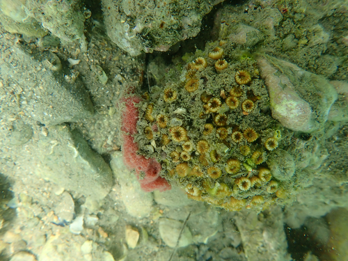 Cushion Coral