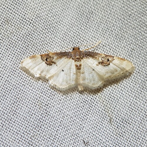 Idaea mustelata